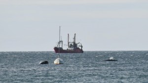 «Parecía que jugaban»: las ballenas se acercaron al velero en Puerto Madryn y mirá lo que pasó&#8230;