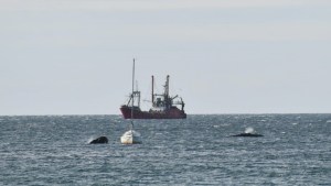 «Parecía que jugaban»: las ballenas se acercaron al velero en Puerto Madryn y mirá lo que pasó…