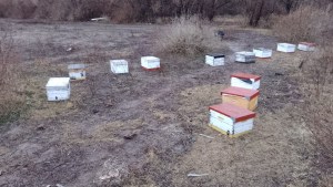 Recuperaron las colmenas robadas y sigue la investigación para dar con los ladrones de abejas