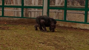 Actualmente el primate se encuentra en una Jaula de Bubalcó. (foto: archivo)