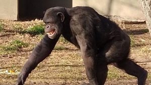 El bienestar del chimpancé Toti y una compañera necesaria