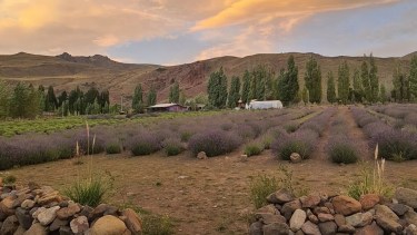 Un campo de lavandas a orillas del Limay: belleza y salud en Villa Llanquín