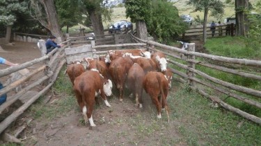 Investigan el robo de vacas cerca de Junín de los Andes, tres campos fueron los atacados