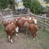 Imagen de Investigan el robo de vacas cerca de Junín de los Andes, tres campos fueron los atacados