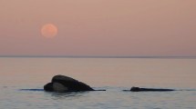 Imagen de ¿Conocés la luna llena de ballenas? El sábado, en Puerto Madryn, podés descubrirla