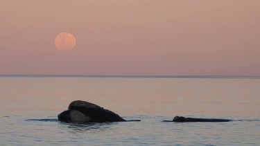 El cielo de Puerto Madryn y las ballena Franca, en la paz del Golfo. Foto: Fotero Patagónico.