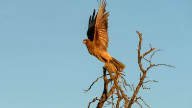 El Santuario de Aves de Villa La Angostura recibió un premio internacional