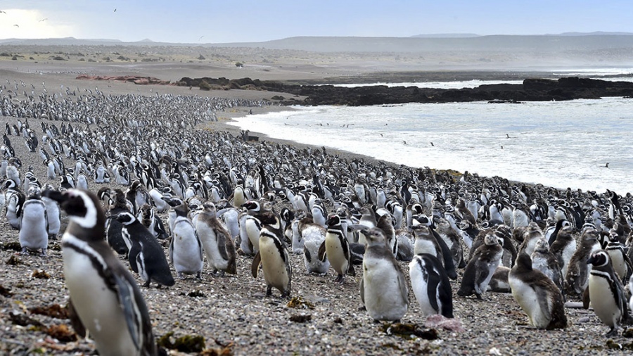 En nuestra provincia el principal foco de atención serían las colonias de pingüinos como Punta Tombo, y las silvestres que se encuentran en zonas privadas o de difícil acceso. 