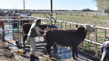 Los animales ya están en los corrales. (Fotos: Jorge Tanos)