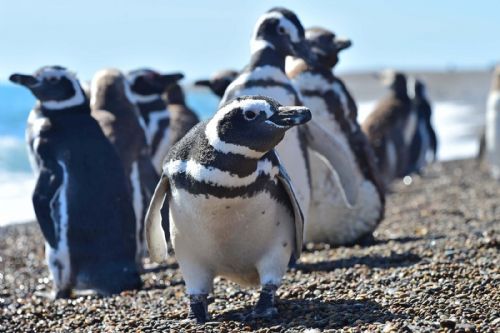 Con la llegada de los primeros pingüinos, este jueves se abrió la temporada 2022/2023 en el área Natural Protegida Punta Tombo.