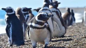 Cuánto sale conocer la población más grande de pingüinos de Magallanes del mundo en Madryn