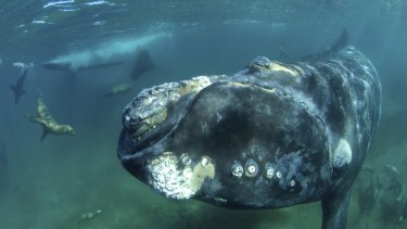 Un fotógrafo buceó en Península Valdés, se acercó una ballena con su cría y logró esta secuencia increíble
