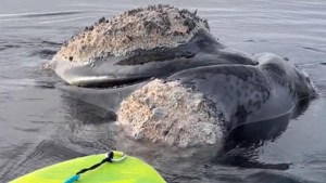 Así multarán, en Puerto Madryn, a los kayakistas que se acerquen a las ballenas