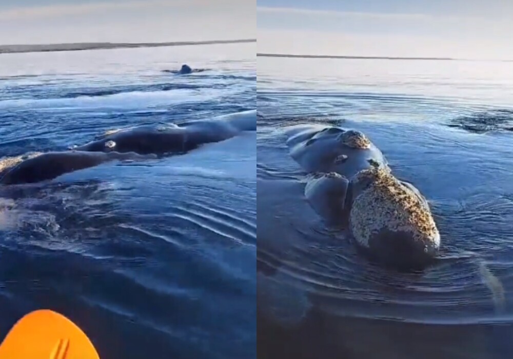 El jefe de la Prefectura Naval en Puerto Madryn, Ernesto Finelli, se refirió a las intervenciones que deben tomar por personas que navegan junto a ballenas en las aguas del Golfo Nuevo, y se filman haciendo esto.

