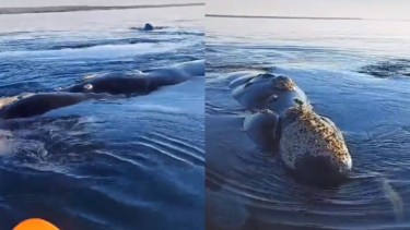 El jefe de la Prefectura Naval en Puerto Madryn, Ernesto Finelli, se refirió a las intervenciones que deben tomar por personas que navegan junto a ballenas en las aguas del Golfo Nuevo, y se filman haciendo esto.

