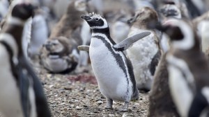 Puerto Madryn: comenzaron a llegar los pingüinos de Magallanes, mirá cuánto sale ir a verlos