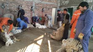 Así arrancó la temporada de esquila en Las Ovejas