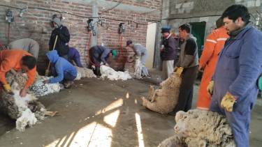 La esquila en el norte neuquino se inició previo a la temporada de parición. Foto: Lorenza Merino/ Radio Viva FM 105.7 Mhz las Ovejas