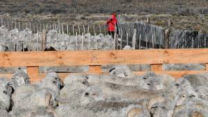 «Es admirable el esfuerzo de la gente de campo»: viaje a un día de esquila en la Patagonia