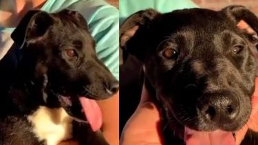 Milo fue rescatado en Fernández Oro. Foto: gentileza