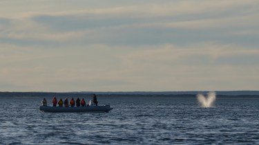 En los avistajes embarcados se viaja con un máximo de 10 personas, 8 pasajeros, el guía y el capitán de la nave.