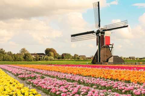 Campo de tulipanes característico de Holanda. Los Países Bajos habilitarán 100 nuevos cupos de las visas Working Holiday para jóvenes argentinos.