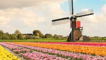 Campo de tulipanes característico de Holanda. Los Países Bajos habilitarán 100 nuevos cupos de las visas Working Holiday para jóvenes argentinos.