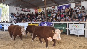 42° Expo Rural de Choele Choel: La raza Hereford y su adaptación a la Patagonia