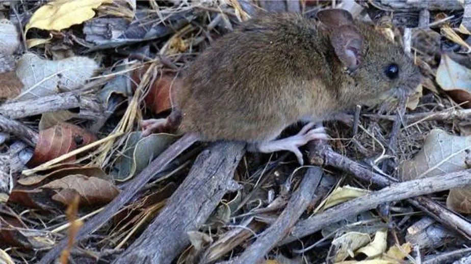 Madrigueras. Los ratones colilargos son reservorios de hantavirus y están entre arbustos, árboles, grietas o huecos de troncos