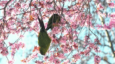 Hay que prestarle atención al tipo de plantas que hay cerca del lugar donde se vive. En algunas especies, el polen vuela con más facilidad