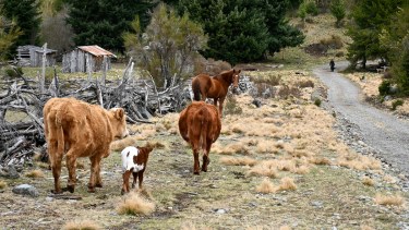 RÍO NEGRO recorrió la ruta de ripio que la Justicia ordenó que se abriera para llegar al lago Escondido. Foto: Chino Leiva