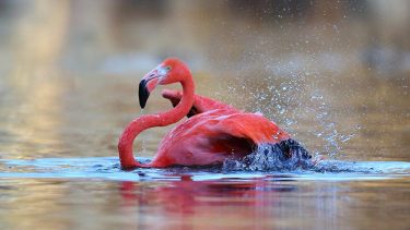Bubalcó, en sus 34 hectáreas alberga el aviario más grande del mundo, con aves diversas y especímenes nunca vistos en la región. Fotos: Turismo municipalidad de Allen.