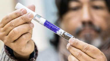 Santa Fe: trabajan en el desarrollo de semillas de cannabis medicinal adaptadas a la región. 