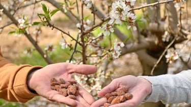 La mejor época, con los almendros en flor.