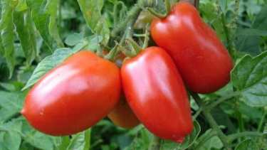 El objeto de investigación es la producción de tomate San Marzano en la región. Se trata de un tomate ideal para la producción de conserva.