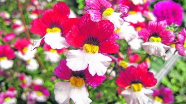 Las nemesias, con su característico centro amarillo y su enorme belleza.