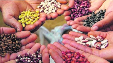 Este encuentro contará con charlas abiertas abordando diferentes temáticas y un momento para despejar inquietudes en relación al cuidado de semillas.