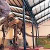 Imagen de La historia del “hogar” de uno de los dinosaurios más grandes