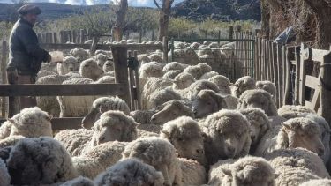 Campesinos necesitan una unidad productiva de 3.000 ovejas para subsistir. Foto: Archivo. 
