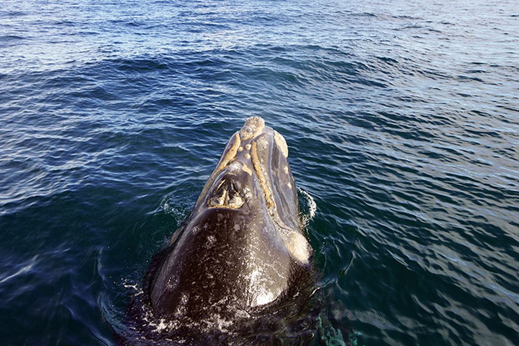 El video de las ballenas en Tik Tok tuvo más de 12 millones de reproducciones.
