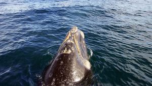 Filmaron a tres ballenas mientras andaban en kayak en Puerto Madryn y el video se hizo viral