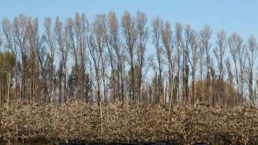 Nación subsidiará la luz a productores de Río Negro para alivianar pérdidas por las heladas