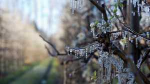 Weretilneck y Doñate piden declarar la emergencia frutícola por las heladas tardías