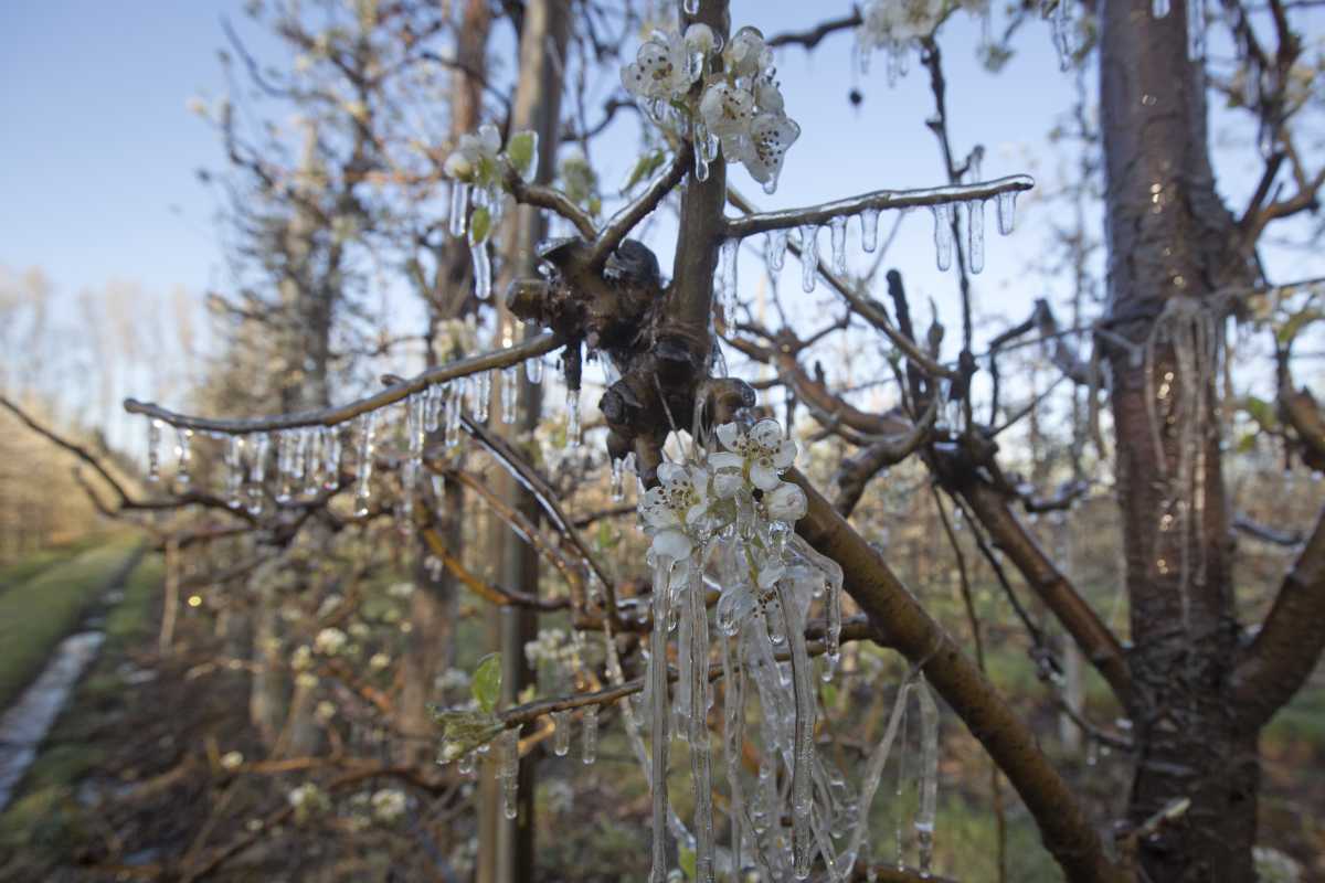 Se declaró la emergencia en Río Negro por heladas tardías y granizo ...