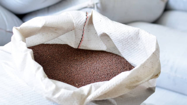 Semillas de mostaza. (Foto: Gentileza INTA)