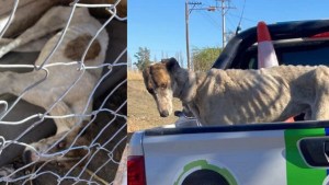 Rescataron a un perro que sufría maltrato animal en Cipolletti