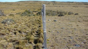 Pasturas trabajadas bajo el sistema de ganadería regenerativa.