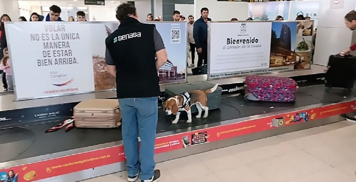 Las brigadas caninas ya realizan controles en los aeropuertos internacionales de Neuquén Capital, San Martín de los Andes y San Carlos de Bariloche. Foto: Gentileza. 