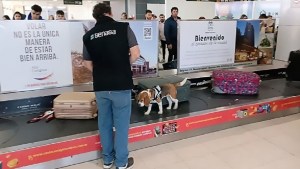 La brigada canina del Senasa comenzó a trabajar en los aeropuertos de Río Negro y Neuquén 