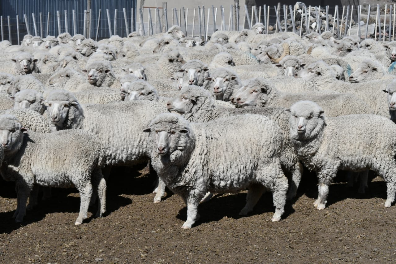 Ruralistas señalan que la sarna ovina afecta al 30% de la ganadería de Río Negro. Archivo